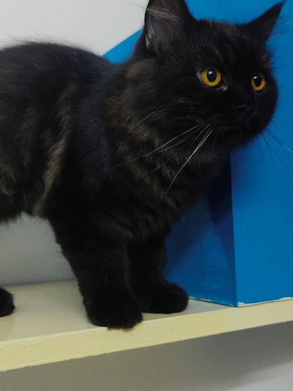 Sammy's Nest - Home Boarding for Small Pets Happy Cats: Our Boarding Guests photo 22