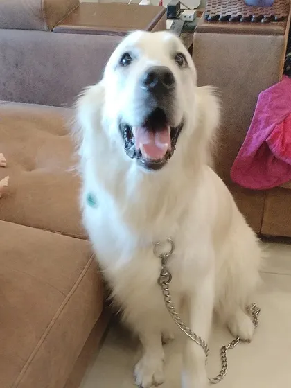 A happy smile from a beautiful Golden Retriever after a full grooming session. I ensure even large dogs feel relaxed and look their best.