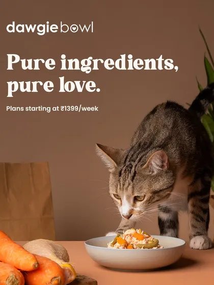 Our feline friends deserve the best, too! I ensure our recipes are perfectly balanced for both dogs and cats, using pure ingredients to create pure love in a bowl. This image shows a cat enjoying a meal with fresh carrots and other whole foods, highlighting our commitment to natural nutrition for all pets.