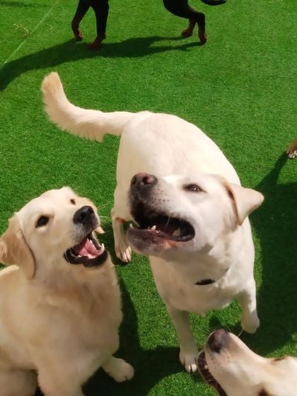 A group of Labradors and Golden Retrievers, all happy and playful.