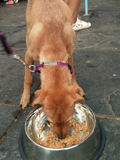 A happy dog enjoying a bowl of my food at a Petfed pupper party. Events are a great way for new friends to try out our meals.