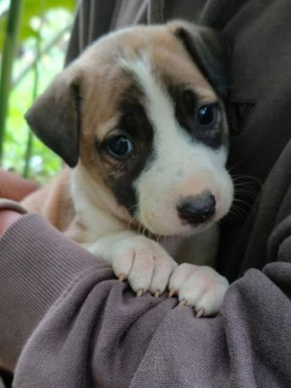 Another heart-melting close-up of a brown and white puppy, looking for safety and love.