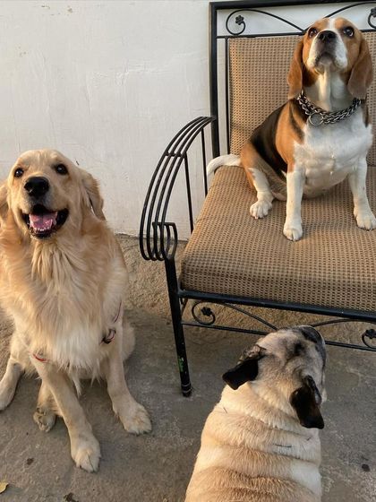 The Beagle is king of the chair, while the Golden Retriever and Pug look on.