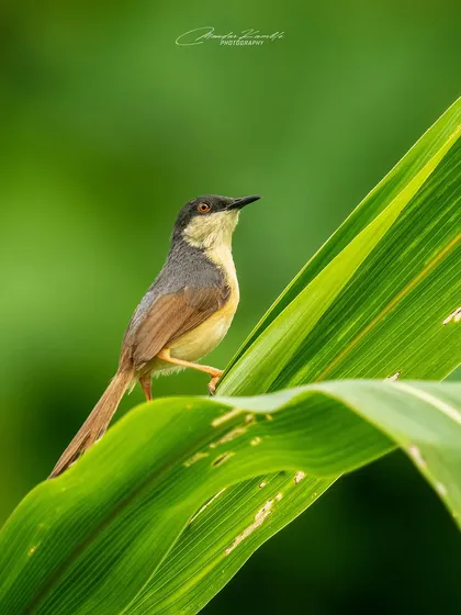An Ashy Prinia on a large green leaf. This tiny bird is a common resident, and this shot captures its delicate nature against the lush backdrop of the monsoon season.