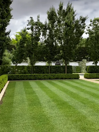 A beautiful lawn with clean stripes, bordered by a low hedge and a line of mature trees. The white boundary wall in the background makes the green of the landscape pop.