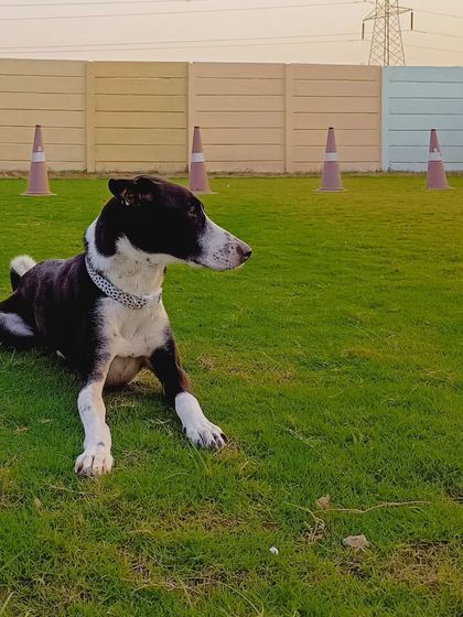 This handsome dog is chilling out after a good play session. We provide a balanced schedule of fun and rest.