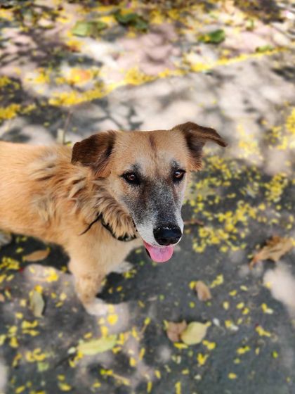 This sweet face belongs to one of the 23 dogs I fed today. His happy expression after eating is my motivation to continue, day after day.
