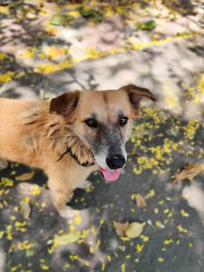 This sweet face belongs to one of the 23 dogs I fed today. His happy expression after eating is my motivation to continue, day after day.