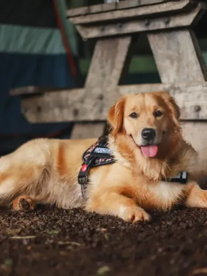 WoofWoof Stories - Pet & Family Photography Outdoor Adventures photo 3