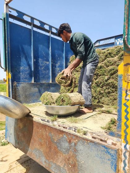 Delhi Gardner - Wholesale Plant & Turf Supply Natural Grass Turf: From Our Farm to Your Project photo 48