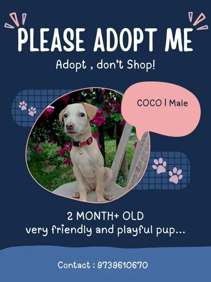 This is an adoption poster for Coco, a 2.5-month-old male pup who survived brutal abuse. He has recovered and is now looking for a home where he will only know kindness.