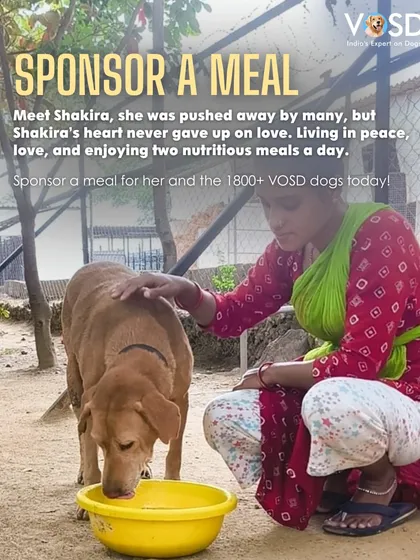 Shakira was pushed away by many, but here she is loved. A caretaker ensures she gets her nutritious meal. Sponsor a meal for her and the 1,800 other dogs in our care.