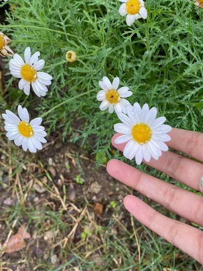 A participant's hand gently touching daisies. Connecting with nature is a core part of the healing and creative process at our retreat.