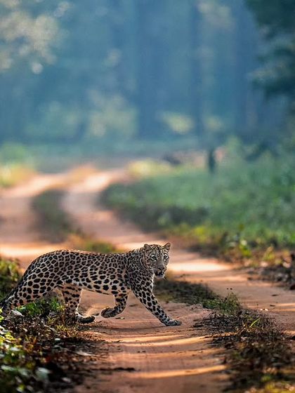 Leopards: The Elusive Ghosts photo 7