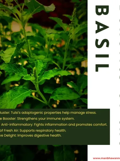 The benefits of Basil, or Tulsi, are immense. It's a stress buster, an immune booster, and a natural anti-inflammatory. Incorporating holy basil into your routine can be a game-changer for your health.