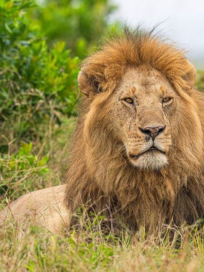 Composition is key. I positioned my vehicle to get a clean green backdrop for this lion, making his portrait stand out. The precise eye-tracking of my camera did the rest.