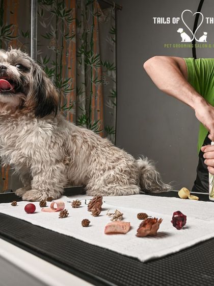 Tails of the City - Pet Spa & Creative Styling From Our Photo Shoots photo 9