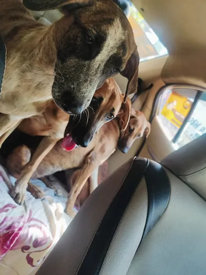 An indie battalion on the way to their forever homes! Nothing feels better than seeing a whole family of rescued dogs get a new chance at life.