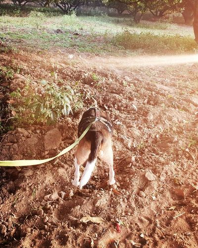 Dog Photography