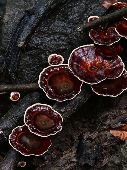 These bracket fungi, with their deep red color and white edges, grow on a wet log. They are key players in the process of decomposition, returning nutrients to the forest.
