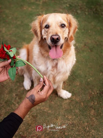 Pragalbh - Fine Art Pet Photography Outdoor Adventures photo 64