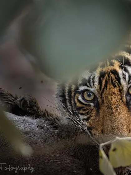 A cub's intense gaze from behind its meal. Witnessing these scenes teaches you about the raw reality of nature, where one animal's life sustains another.