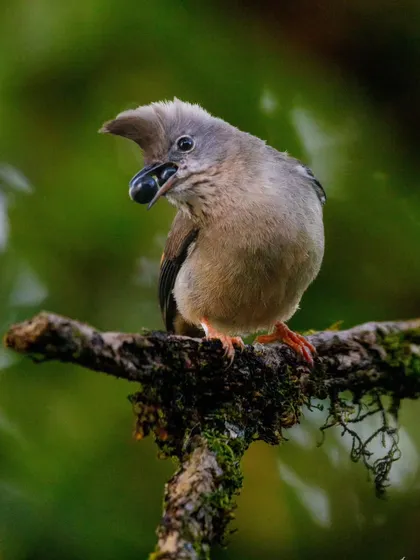 A Stripe-throated Yuhina enjoying a berry. These birds are important seed dispersers in their habitat.