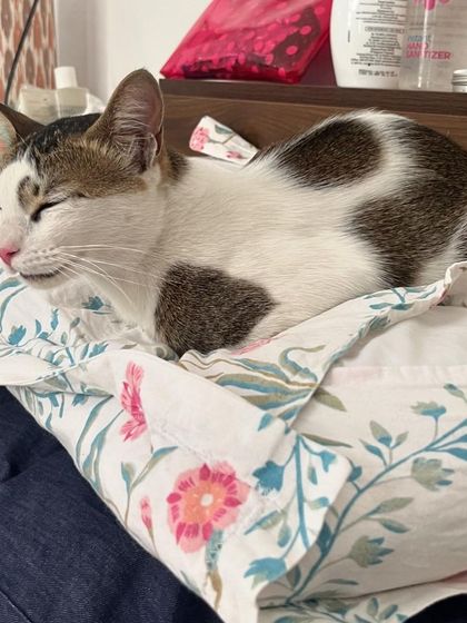 Just a sleepy baby. There is nothing more peaceful than a sleeping cat.