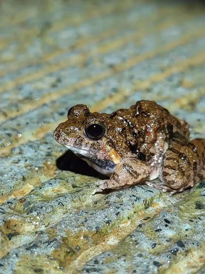 Another species of frog found during our night exploration.