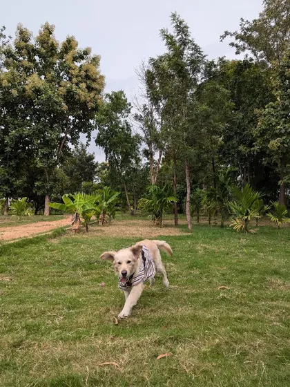 This is Buddy, a retriever we rescued, experiencing pure freedom. After coming to us malnourished and sick, seeing him run like this reminds us why we never give up. He is now healthy and looking for his forever family.