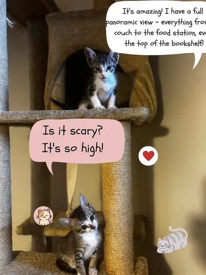 The view from the top of the cat tree is amazing! Our foster kittens get plenty of enrichment, like cat trees, to explore and play on.