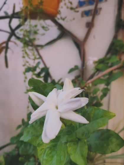 The simple elegance of a white jasmine flower. Its fragrance in the evening is one of the greatest rewards of having a garden.