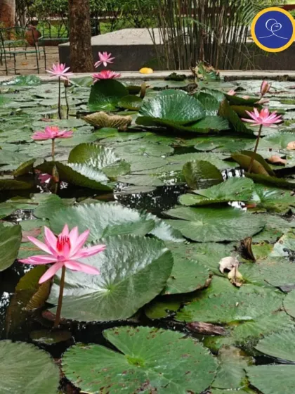 Pink lotus flowers blooming in the pond at the School of Ancient Wisdom, the site of a recent Kriyaban retreat. The lotus symbolizes the soul's unfoldment in the spiritual journey.