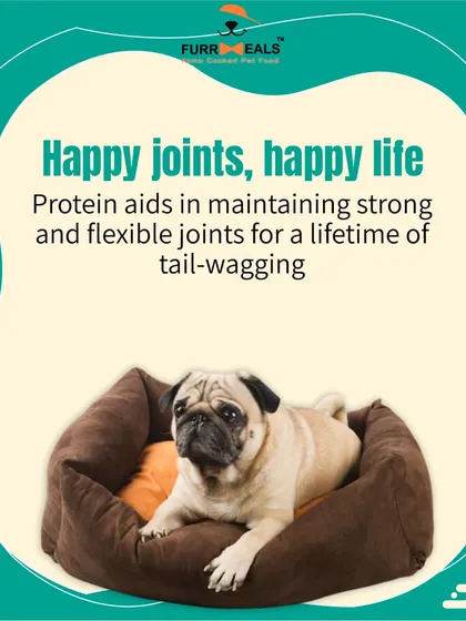Protein is the powerhouse of your dog's diet. It's essential for maintaining strong joints, building muscle, fueling energy, and keeping their skin and coat healthy. My meals are packed with high-quality protein.