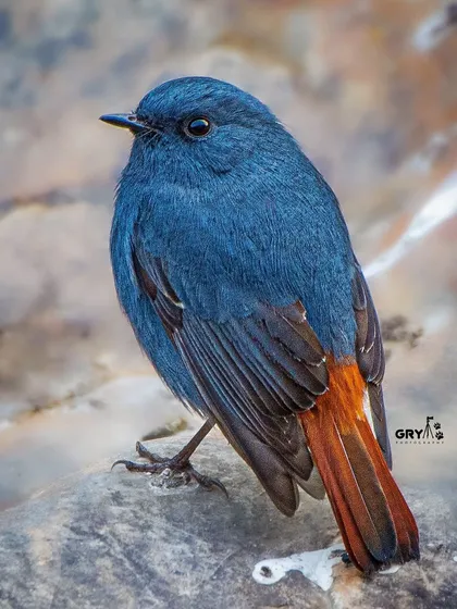 A male Plumbeous Water Redstart, with its deep blue-grey body and contrasting reddish-orange tail, photographed on a rock near a fast-flowing stream.