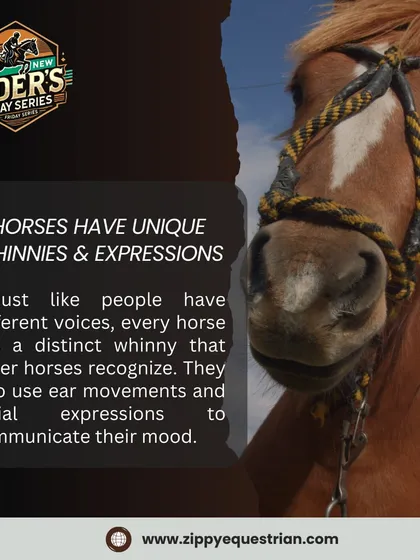 Mind-blowing horse fact: Just like human voices, every horse has a unique whinny that other horses can recognize. We share fun and interesting facts like this to deepen our riders' knowledge.