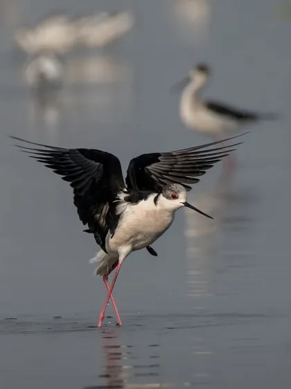 The Black-winged Stilt with its wings spread wide, showing off its striking black and white pattern.
