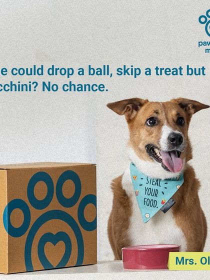 Mrs. Ollie is a true fan of our Chicken Zucchinio. She could skip a treat, but a bowl of her favourite meal? No chance.