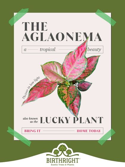 The Aglaonema is known as a lucky plant in many cultures. It's not only beautiful but also incredibly resilient, thriving in low light and bringing good fortune to even the shadiest corners of your home.