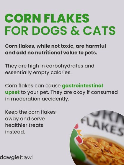 Corn flakes are not toxic, but they are essentially empty calories for pets. They offer no nutritional value and can cause an upset stomach. It's best to keep them away from your pet's bowl.