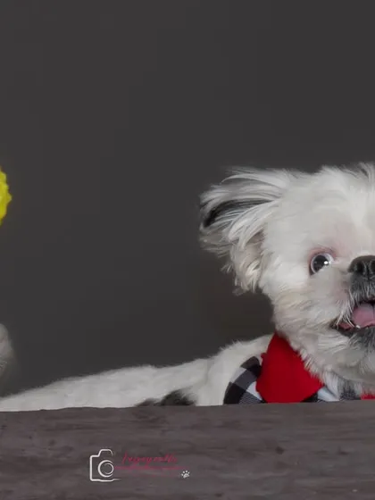 A fun peek-a-boo shot with Shiro and a yellow ball. Studio sessions allow for creative and playful compositions like this.