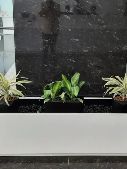 A custom white rectangular planter with a black interior, holding three different types of foliage plants. This setup serves as a stylish centerpiece in a corporate lobby.