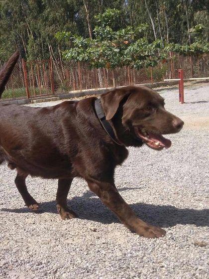 Petboro - Dog Boarding & Daycare Off-Leash Freedom & Fun photo 12