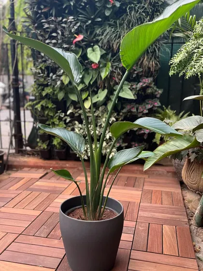 The Bird of Paradise plant brings an instant tropical and aesthetic feel to any interior. Its large, elegant leaves make it a fantastic choice for adding personality and a touch of the exotic to your space.