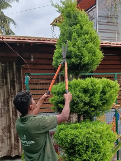 Here you can see one of our skilled team members carefully shaping a topiary bush. This kind of detailed pruning and plant shaping requires a steady hand and an eye for design, and it is a service we are very proud to offer.