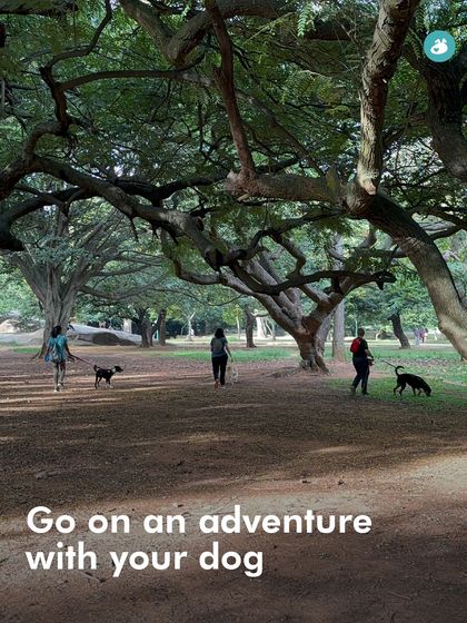 The Pack - Pet-Friendly Adventures & Meetups City Meetups & Doggie Picnics photo 10