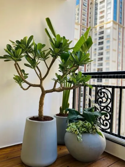 A stylish corner arrangement on a wooden balcony floor, featuring three different plants in modern grey planters. This composition includes a pet-safe Plumeria plant, showcasing our ability to tailor designs to specific needs.