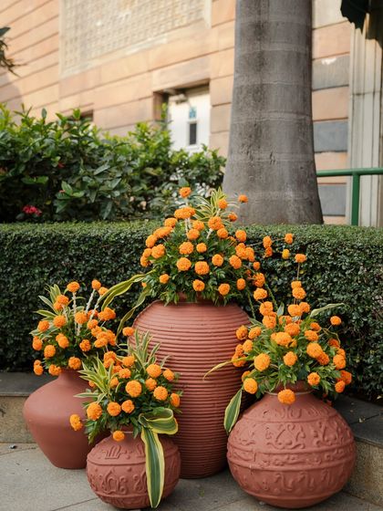 A beautiful decor detail, with large terracotta matkas filled with bright orange marigolds, placed near the entrance to create a warm welcome.