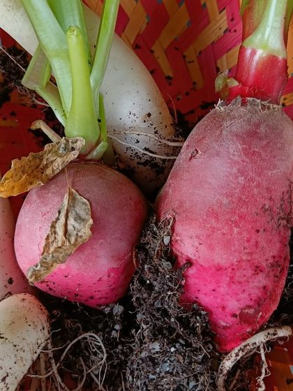 A colorful mix of freshly harvested beetroot and radish. Root vegetables also do incredibly well in our deep-channel pods.