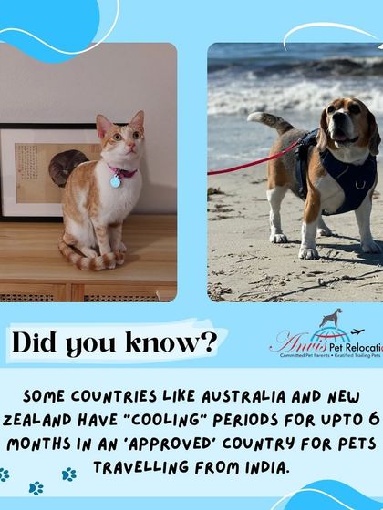 Anvis - Pet Relocation Preparing for Travel: Health, Safety & Documentation photo 10